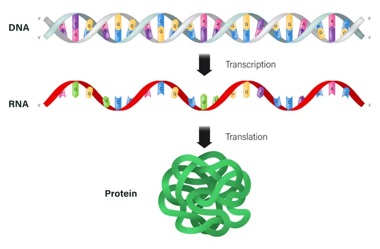 Sul Informação - Vacina de mRNA provoca resposta imunológica forte contra tumor cerebral