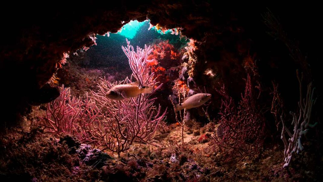 Sul Informação - Parque Natural Marinho do Recife do Algarve já tem data para nascer