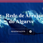 Sul Informação - Rede de Arrojamentos do Algarve lança página na internet e apela à ajuda dos cidadãos