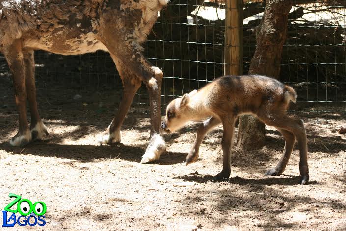 Sul Informação - Nasceu uma rena no Zoo de Lagos