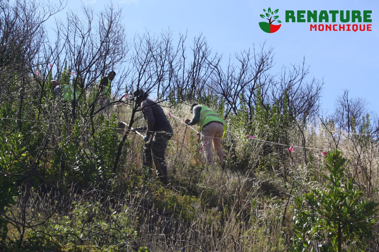 Sul Informação - Universidade de Évora e GEOTA juntam-se e os habitats da serra de Monchique ficam a ganhar