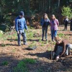Sul Informação - Carvalho-de-Monchique é o foco da nova fase do programa Renature na serra