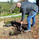 Sul Informação - Carvalho-de-Monchique é o foco da nova fase do programa Renature na serra