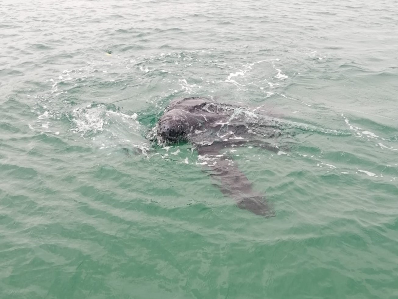 Sul Informação - Tartaruga presa numa arte de pesca resgatada ao largo da praia da ilha do Farol