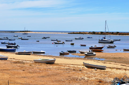 Sul Informação - Câmara de VRSA não acredita nas análises que interditam apanha de bivalves no concelho
