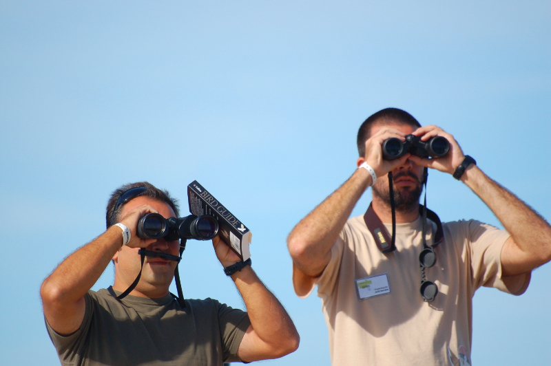 Sul Informação - Festival de Observação de Aves de Sagres termina este domingo com muitas atividades