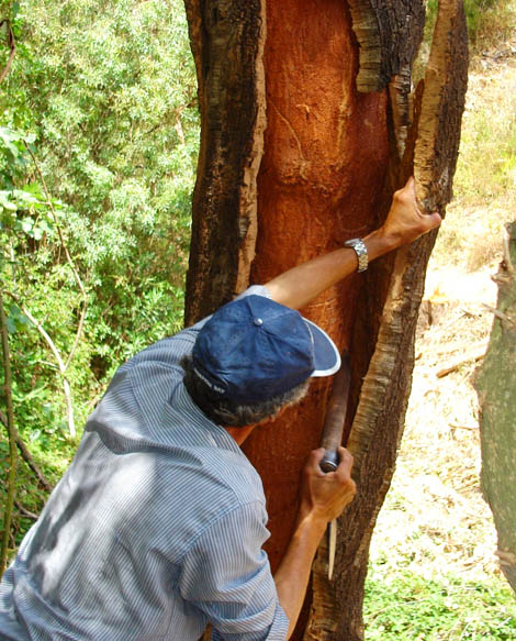 Sul Informação - Ciclo de Passeios Natureza de São Brás de Alportel entra na Rota da Cortiça