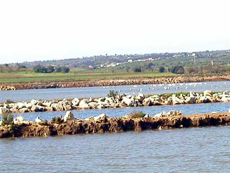 Sul Informação - LPN Algarve propõe passeio à descoberta das aves na Reserva do Sapal de Castro Marim