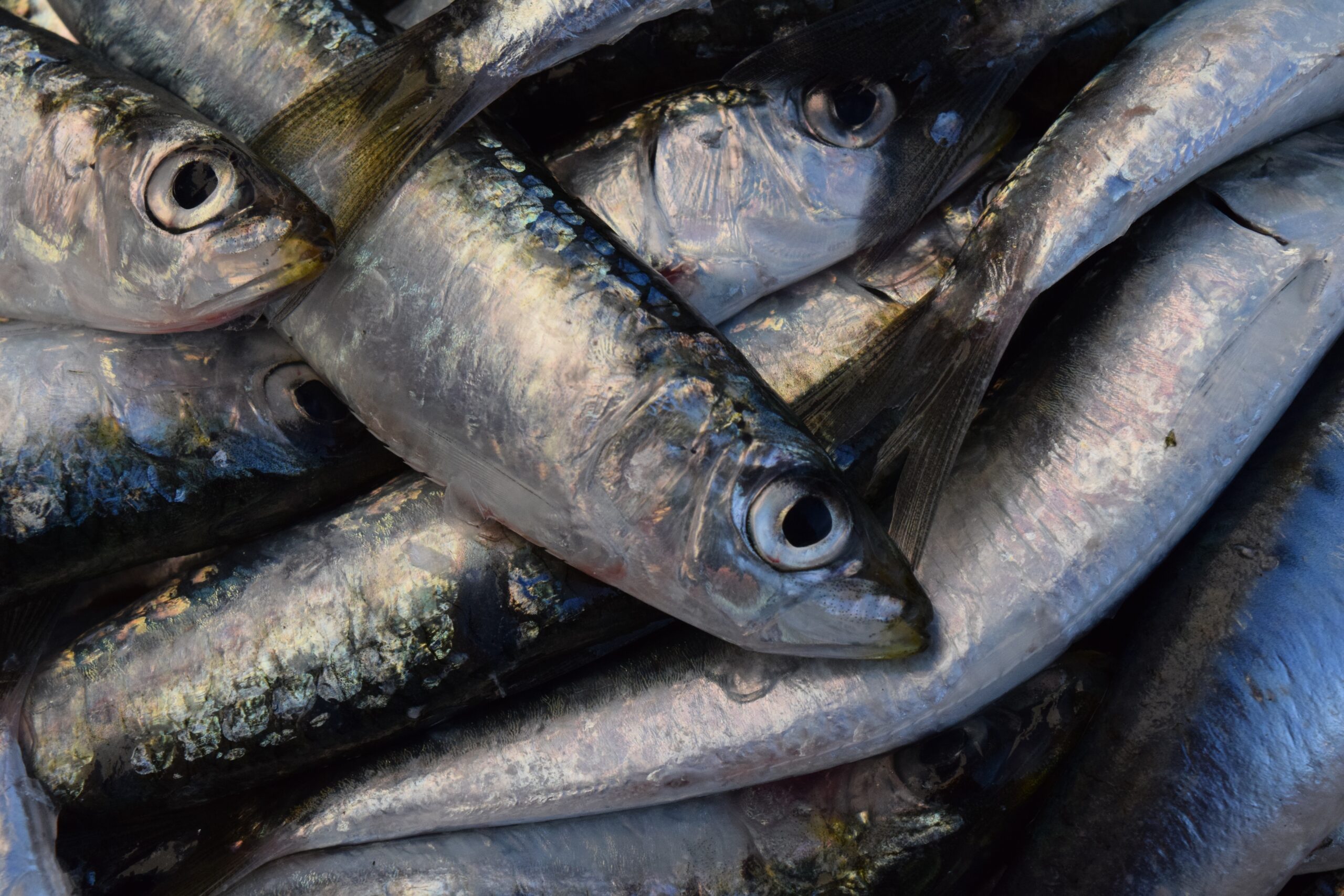 Sul Informação - Pesca da sardinha pode ser prolongada pelo menos até Novembro