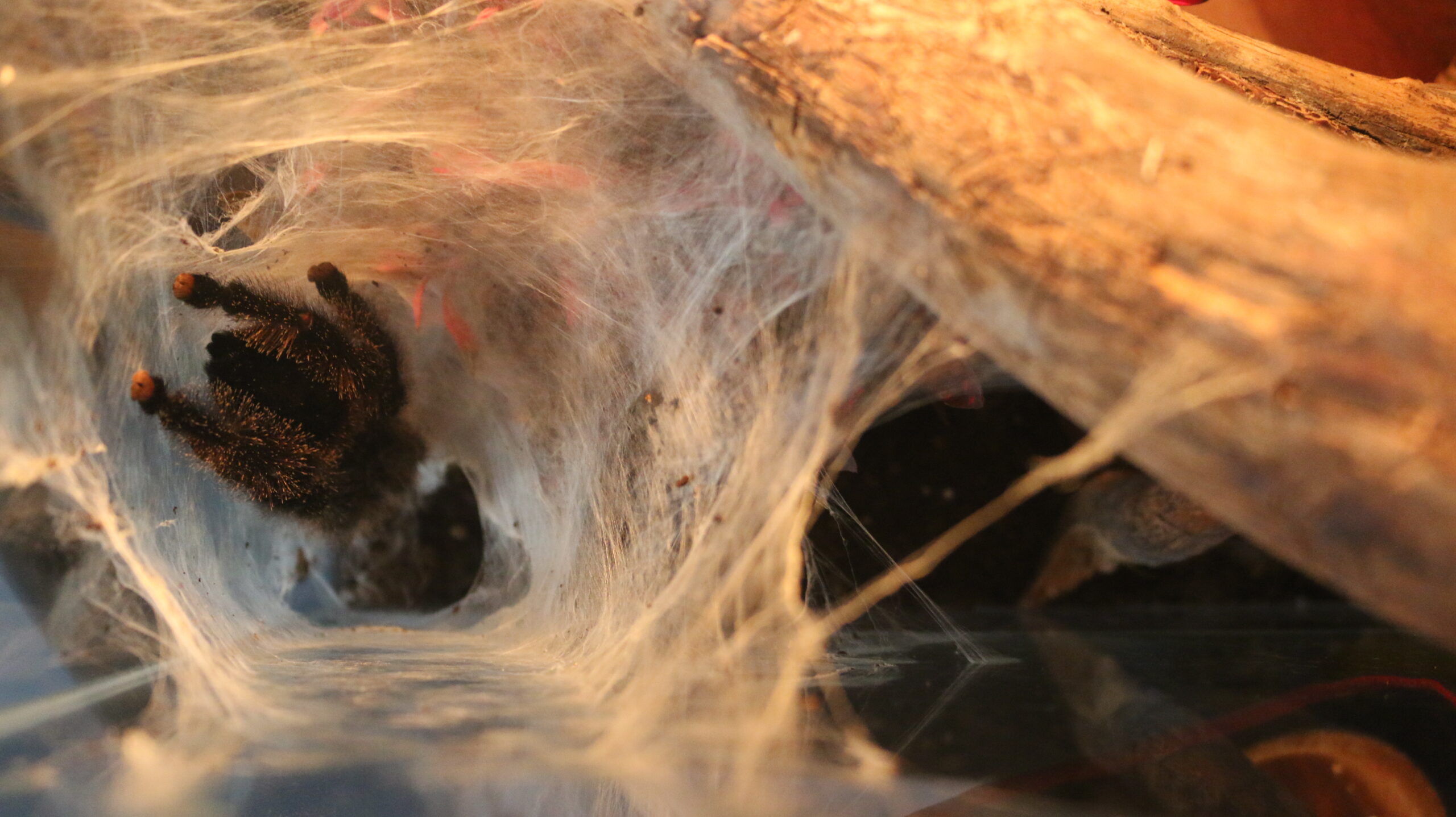 Sul Informação - Quem tem medo de aranhas?