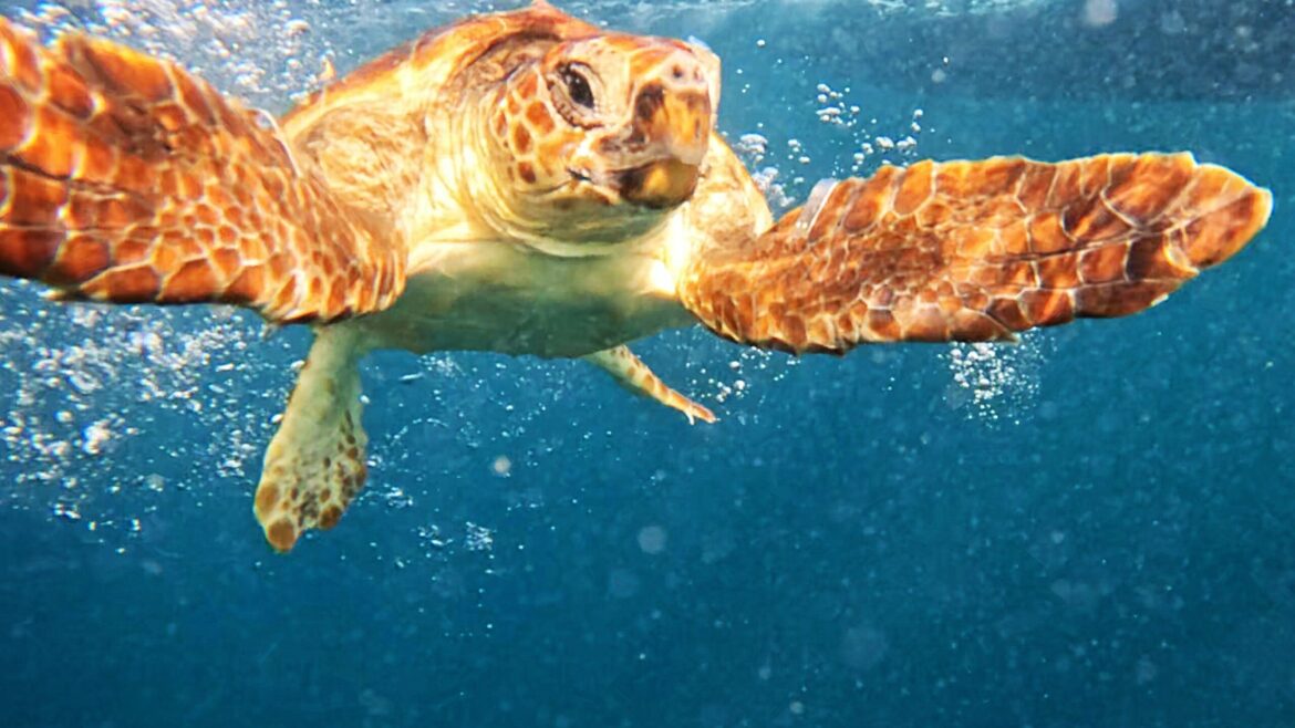 Sul Informação - Porto d’Abrigo do Zoomarine recuperou e devolveu ao mar mais duas tartarugas marinhas