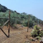 Sul Informação - ICNF embarga construção de muro, estrada e vedação em plena Ria Formosa