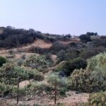 Sul Informação - ICNF embarga construção de muro, estrada e vedação em plena Ria Formosa