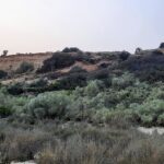 Sul Informação - ICNF embarga construção de muro, estrada e vedação em plena Ria Formosa