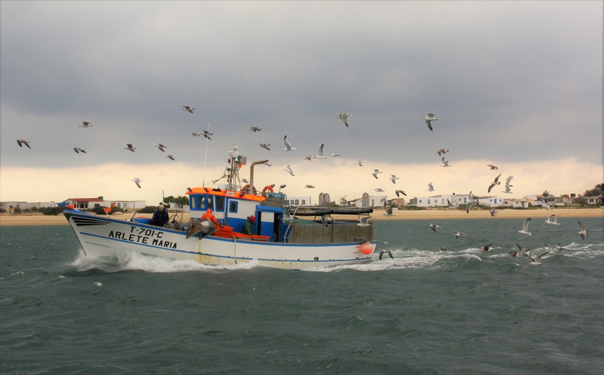 Sul Informação - Quota para a pesca da sardinha pode ser alterada a meio da campanha