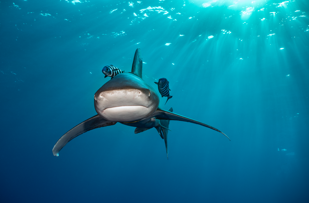 Sul Informação - Tubarões e raias oceânicas correm risco de extinção sem precedentes devido à pesca excessiva