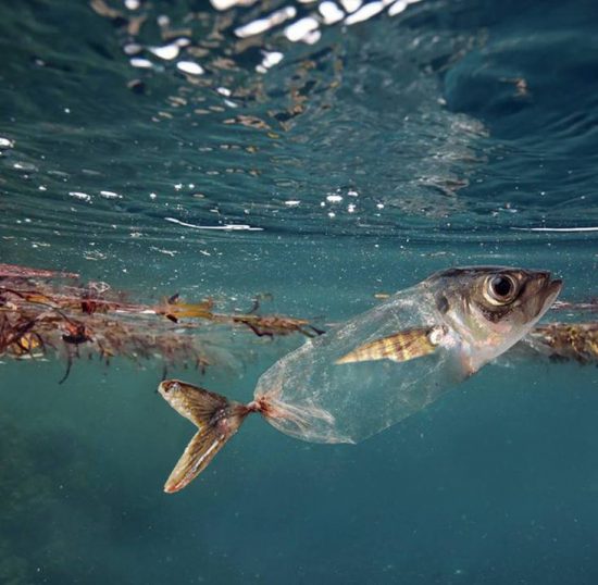 Sul Informação - “Vamos Limpar o Mar” volta à Praia do Carvoeiro este sábado