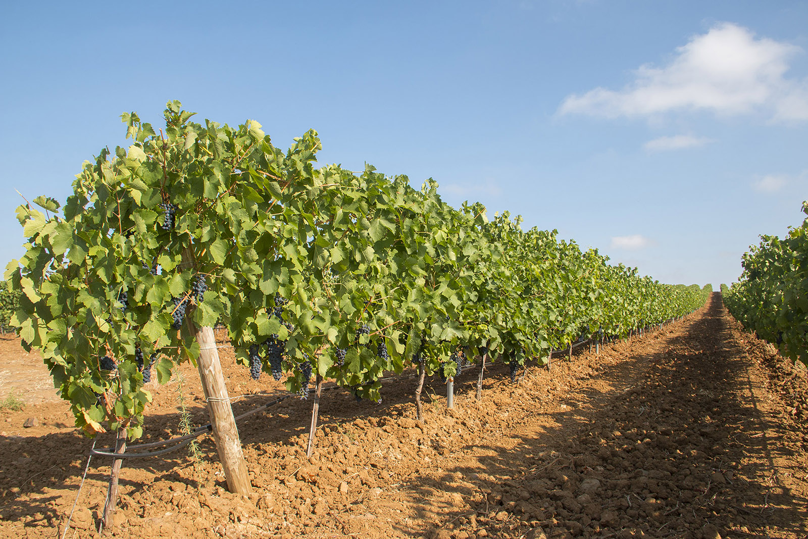 Sul Informação - Estão abertas as inscrições para o Festival da Canção “Vinhos & Vozes” na Vidigueira