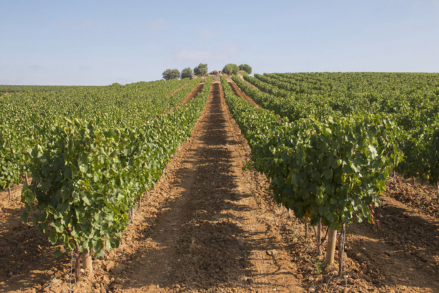 Sul Informação - Já está escolhida a sede do Centro de Tecnologia e Inovação da Vinha e do Vinho do Alentejo