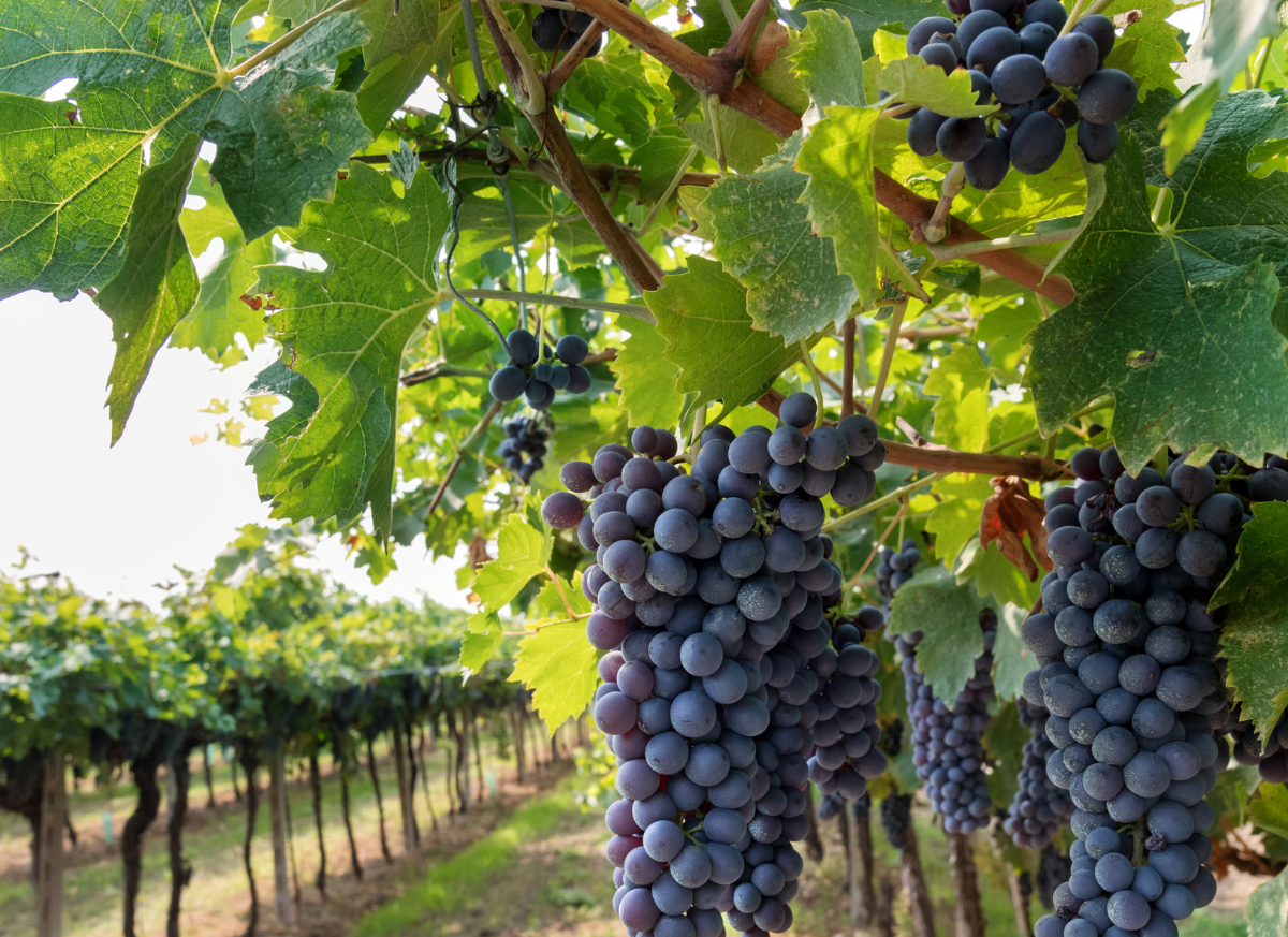 Sul Informação - “Felicidade no Trabalho” e “Vinhos Negra Mole: Harmonizações perfeitas” motivam formações em Lagoa