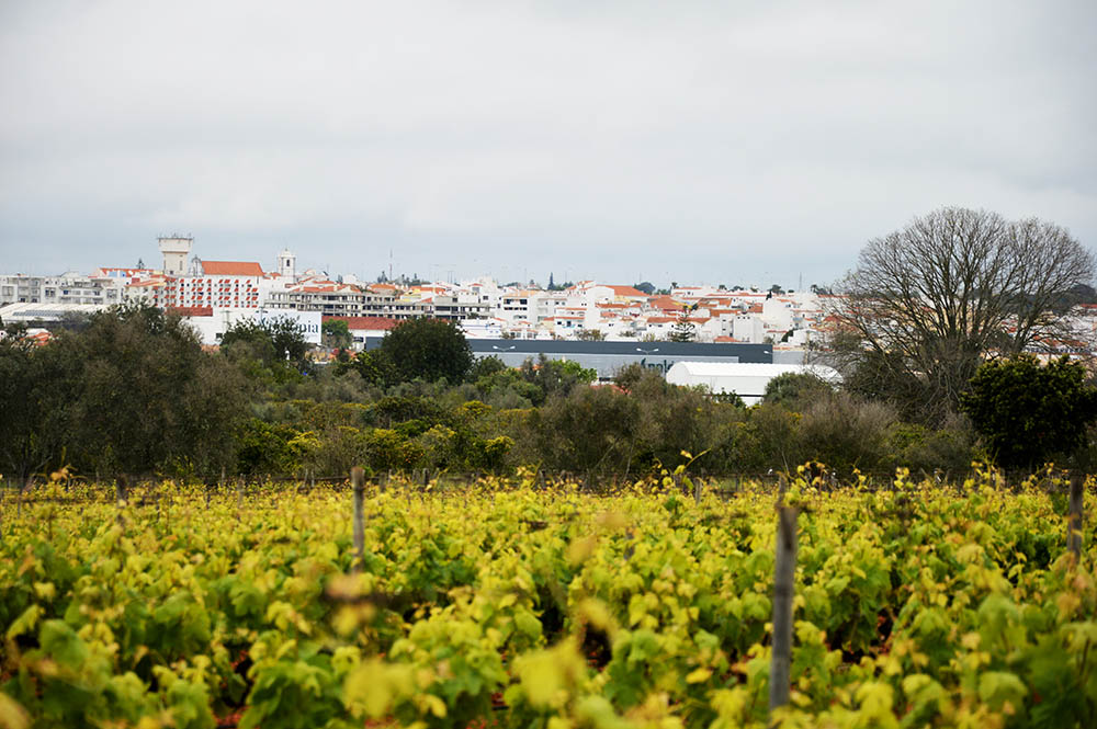 Sul Informação - Guerra aberta por causa do registo da marca «Lagoa Capital dos Vinhos do Algarve»