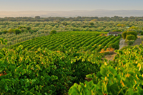 Sul Informação - Reguengos de Monsaraz e Borba debatem o vinho do Alentejo