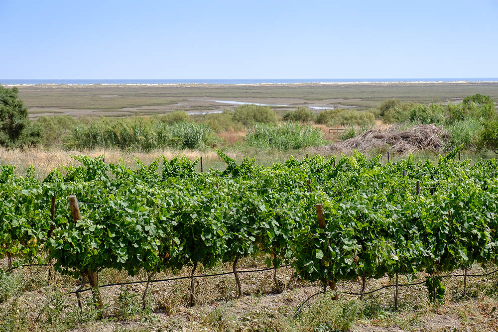 Sul Informação - Vinho do Algarve foi o melhor português no concurso «Citadelles du Vin 2017»