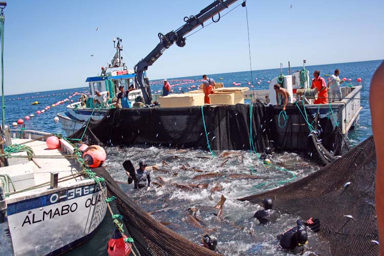 Sul Informação - Pescadores dizem que nova aquacultura off-shore em VRSA os deixa sem local onde trabalhar