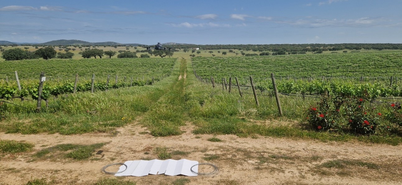 Sul Informação - InnovPlantProtect vence projeto europeu para combater pragas das vinhas alentejanas