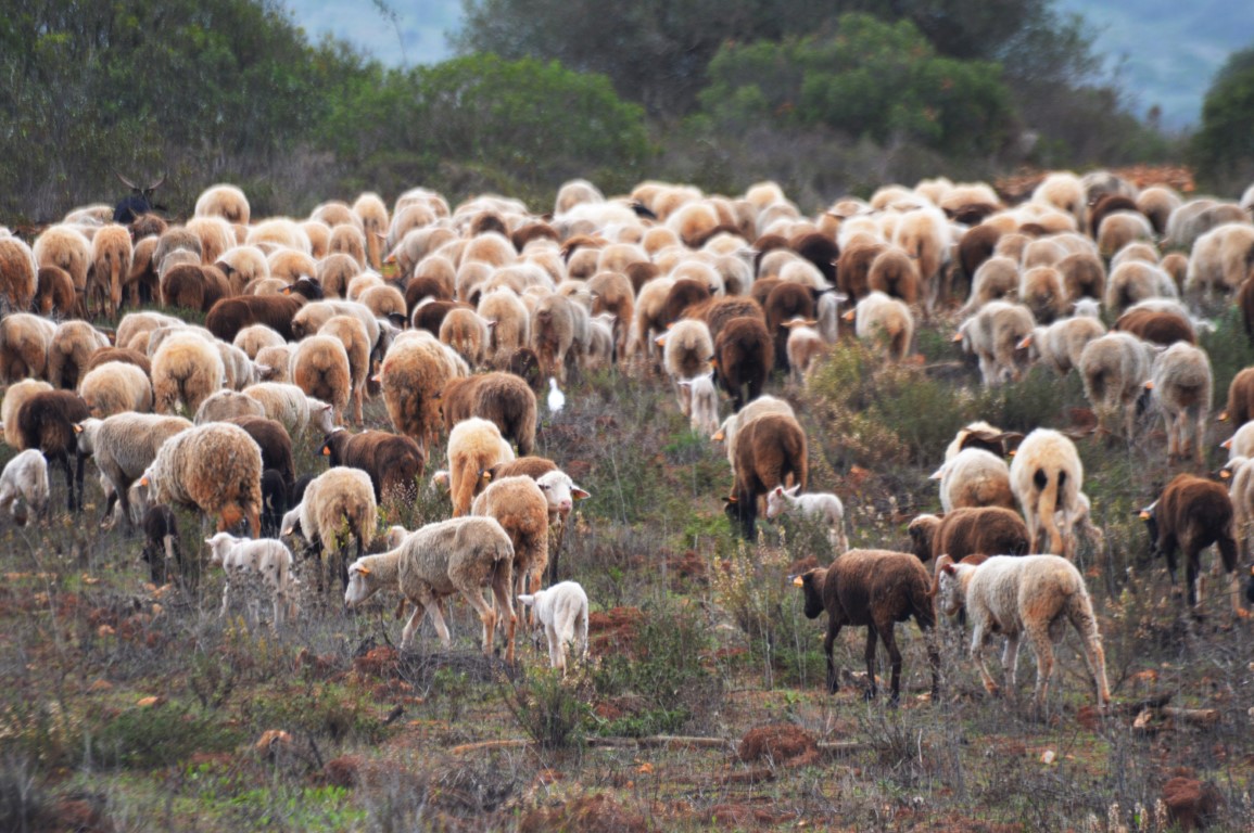 Sul Informação - Agricultores do Sul falam em “percentagem muito elevada” de mortes por língua azul