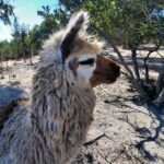 Sul Informação - Os PPC, a alpaca e…S. Petersburgo