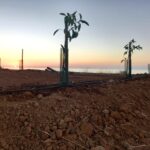 Sul Informação - Há novos «trabalhos ilegais de plantação de abacates» no Parque Natural da Ria Formosa