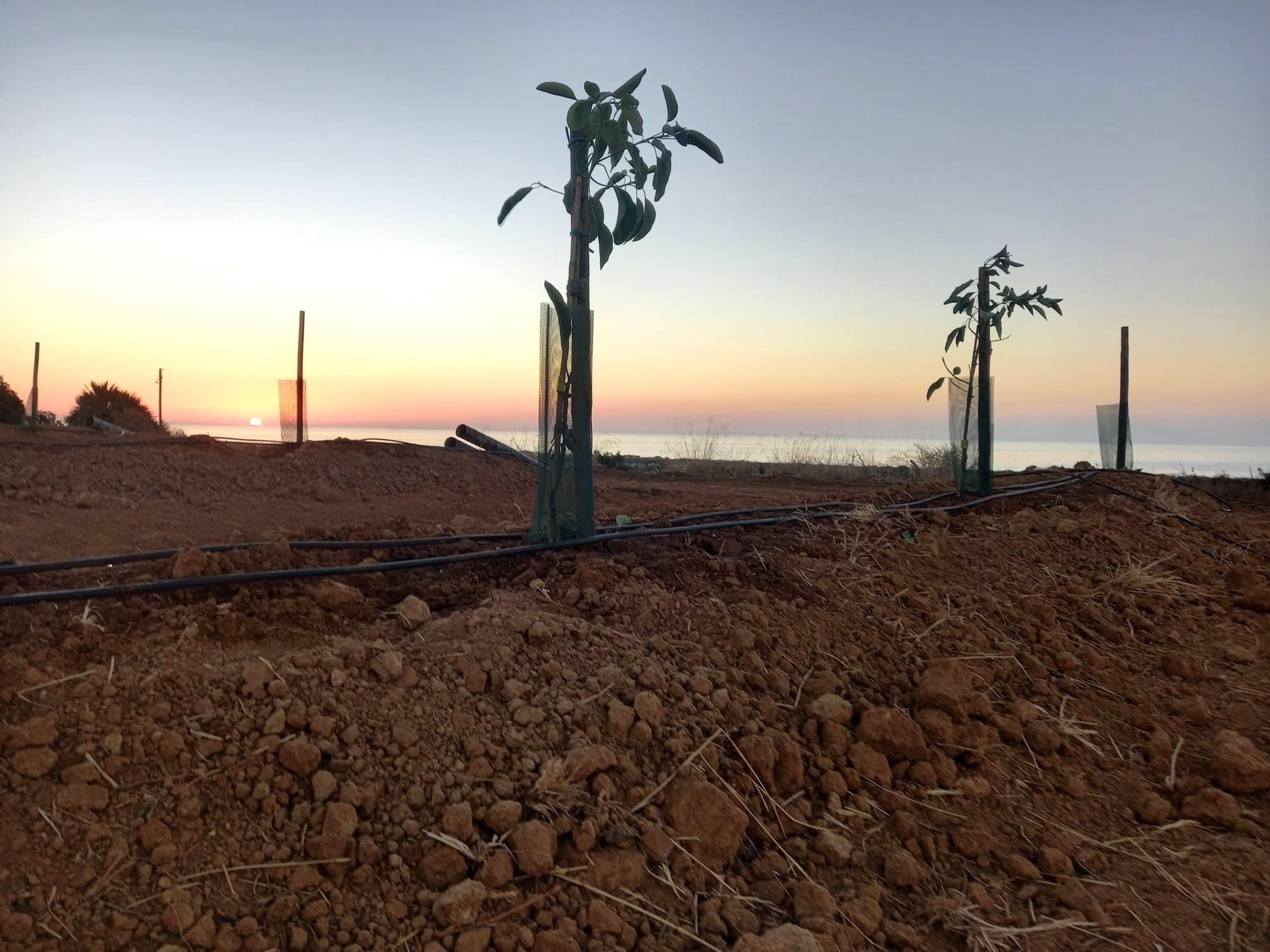 Sul Informação - Há novos «trabalhos ilegais de plantação de abacates» no Parque Natural da Ria Formosa