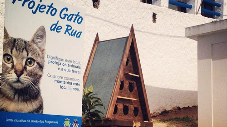 Sul Informação - Assembleia Municipal de Portimão aprova por unanimidade proposta para cuidar dos gatos de rua
