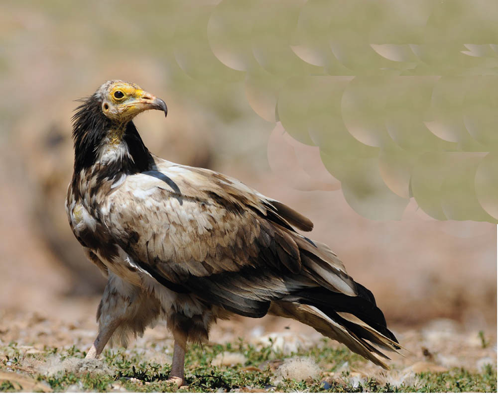 Sul Informação - Abutre-do-Egito é a “ave estrela” do Festival de Observação de Aves de Sagres