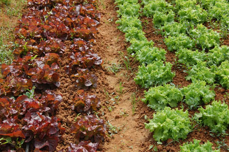 Sul Informação - In Loco inaugura em São Brás centro dedicado à promoção da agricultura biológica
