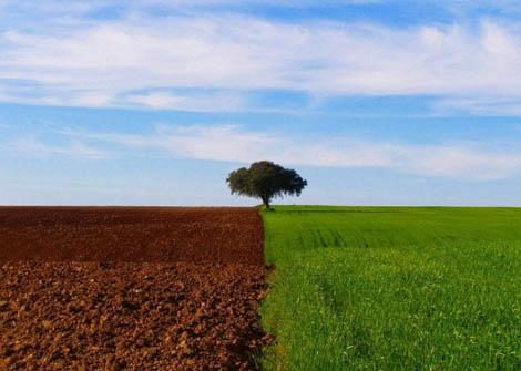 Sul Informação - LPN diz que com novo Orçamento Europeu «cai a máscara verde da PAC»