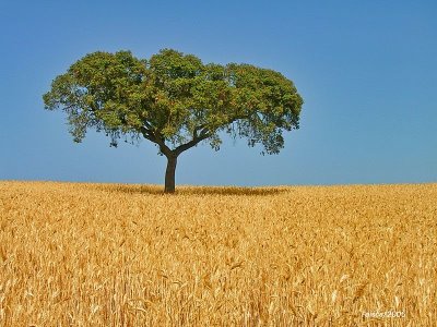 Sul Informação - Alentejo sob aviso amarelo devido ao calor