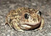 Sul Informação - NEBUA promove saída de campo noturna à procura dos anfíbios na mata de Gambelas
