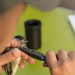 Sul Informação - Maior festival português dedicado à Natureza começa sexta-feira em Sagres