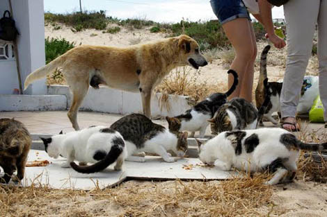 Sul Informação - Faro controla núcleos de animais errantes