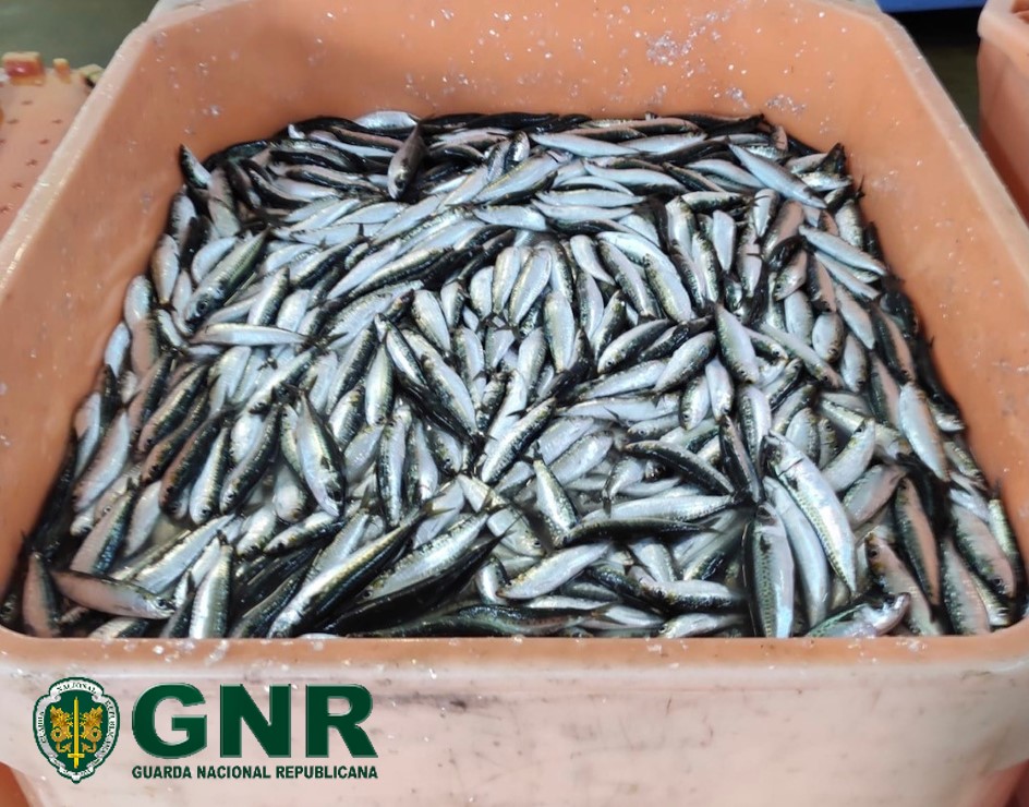 Sul Informação - 2,7 toneladas de sardinha apreendidas em Portimão