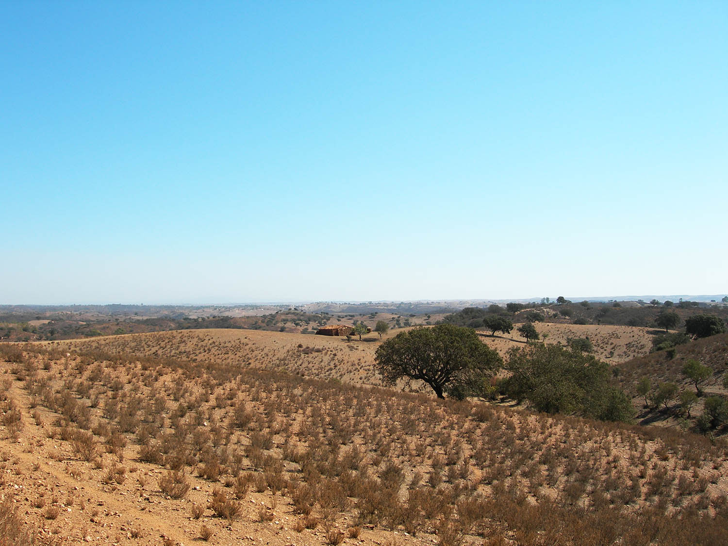 Sul Informação - Novo projeto quer parar a desertificação no Baixo Alentejo
