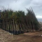 Sul Informação - Câmara de Faro planta 412 árvores