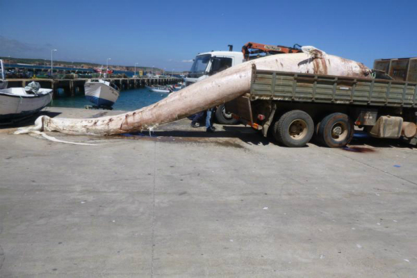 Sul Informação - Baleia foi encontrada morta a Sul do Porto da Baleeira em Sagres