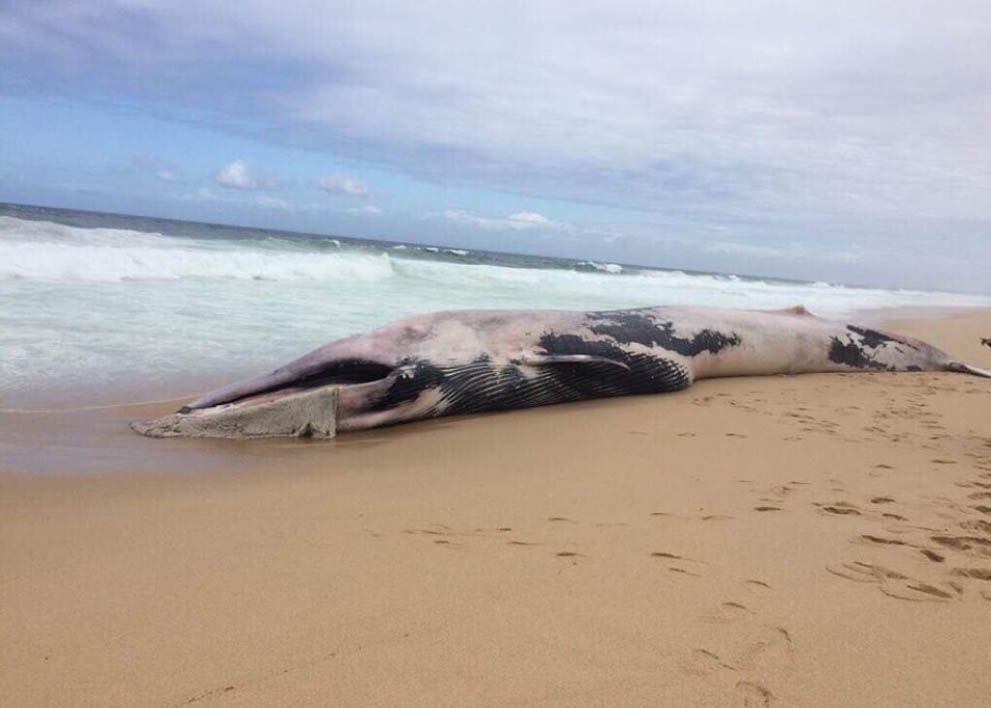 Sul Informação - Baleia com quase 20 metros dá à costa em praia no Alentejo