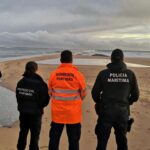 Sul Informação - Baleia-anã que deu à costa morta já foi removida da Praia da Rocha [com vídeo]