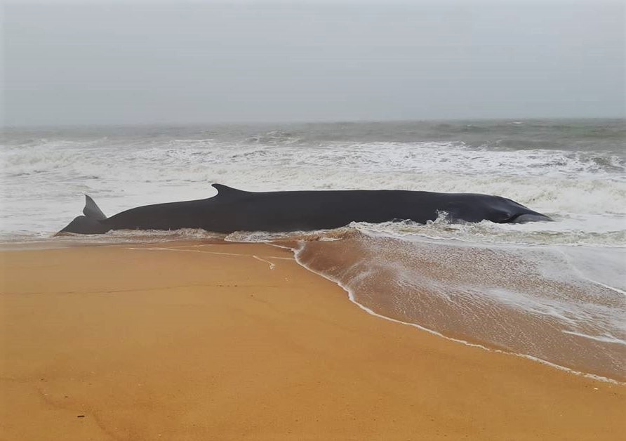Sul Informação - Baleia que deu à costa em Quarteira está «em parte incerta»