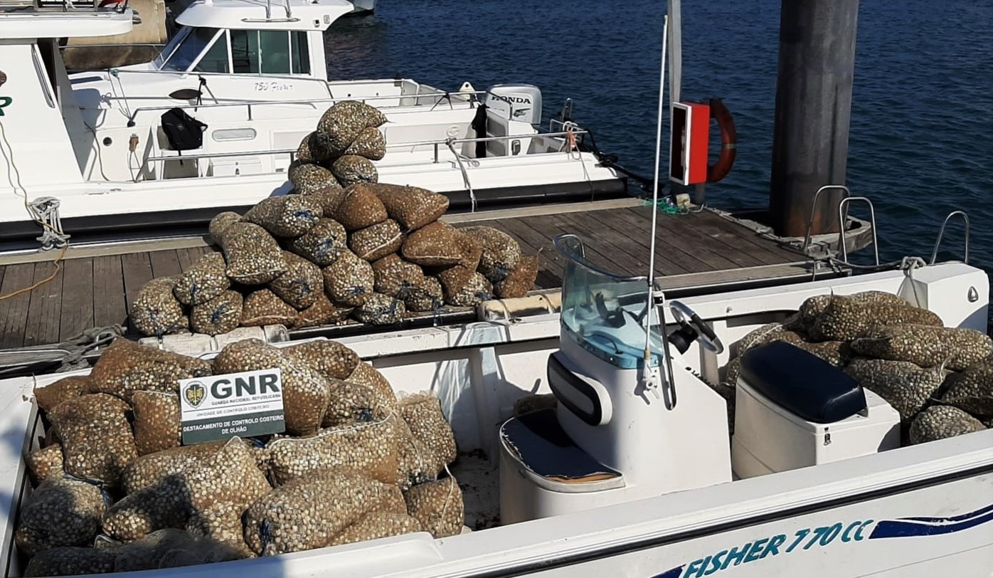 Sul Informação - Cinco toneladas de berbigão apreendidas em Faro