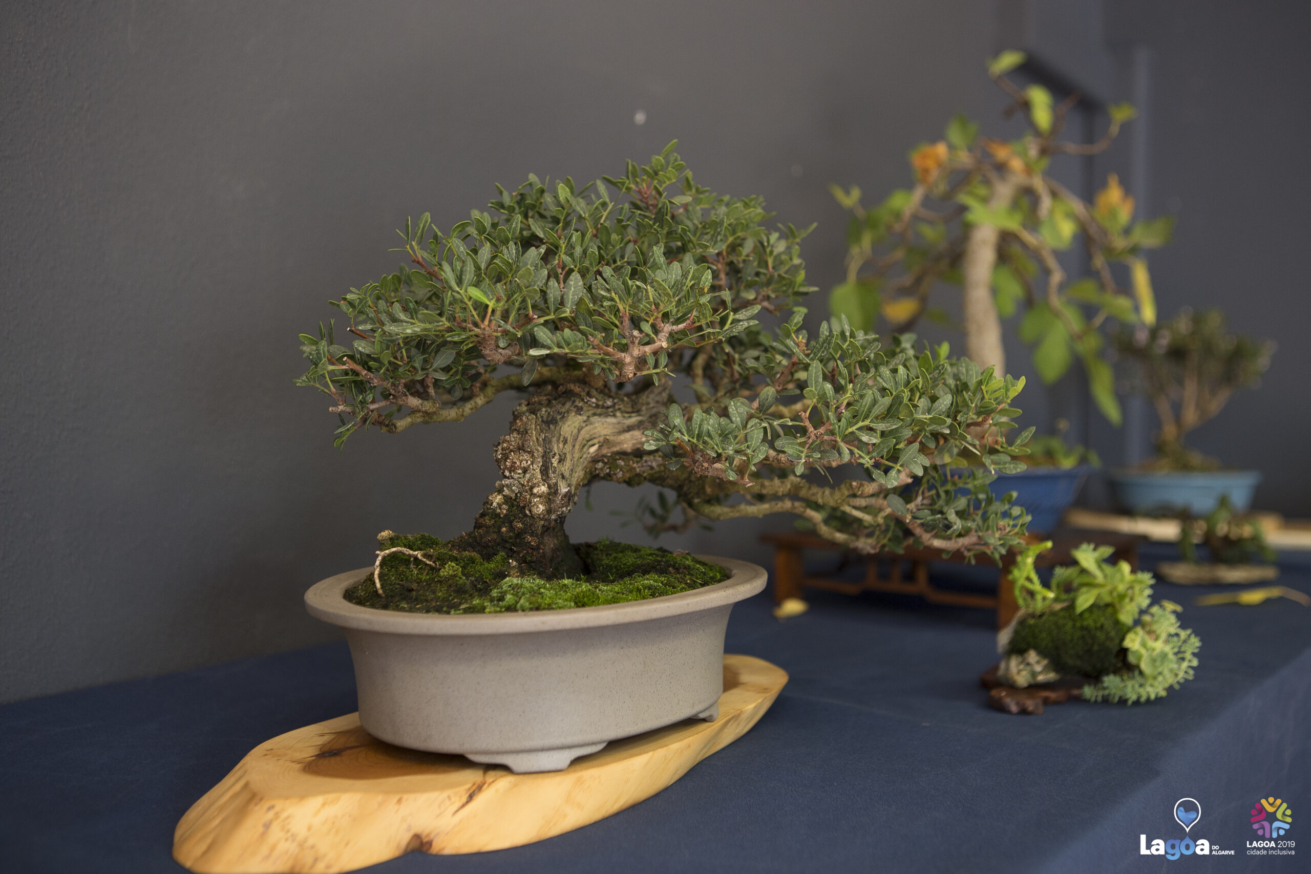 Sul Informação - Sítio das Fontes acolhe oficina de Bonsai com espécies mediterrânicas